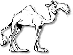 Raise Camels